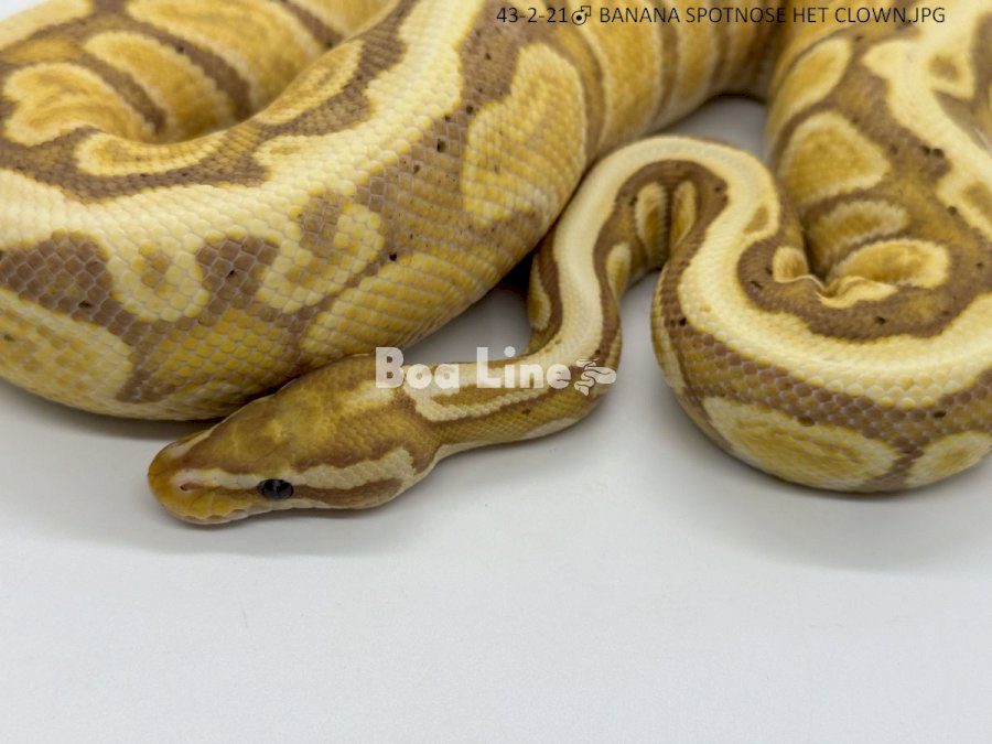 BANANA SPOTNOSE HET CLOWN